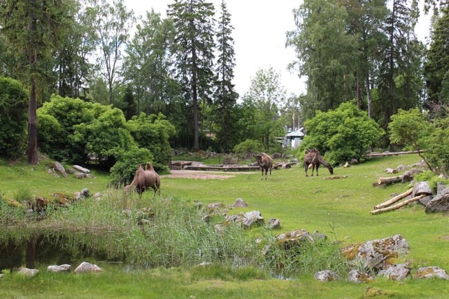 Kameler i Furuvik